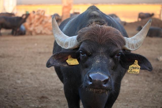 Azienda Agrituristica Seliano Paestum Kültér fotó