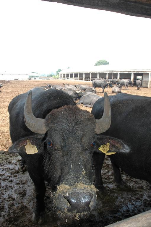 Azienda Agrituristica Seliano Paestum Kültér fotó